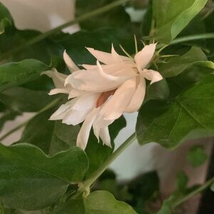 Jasmine Sambac Plant